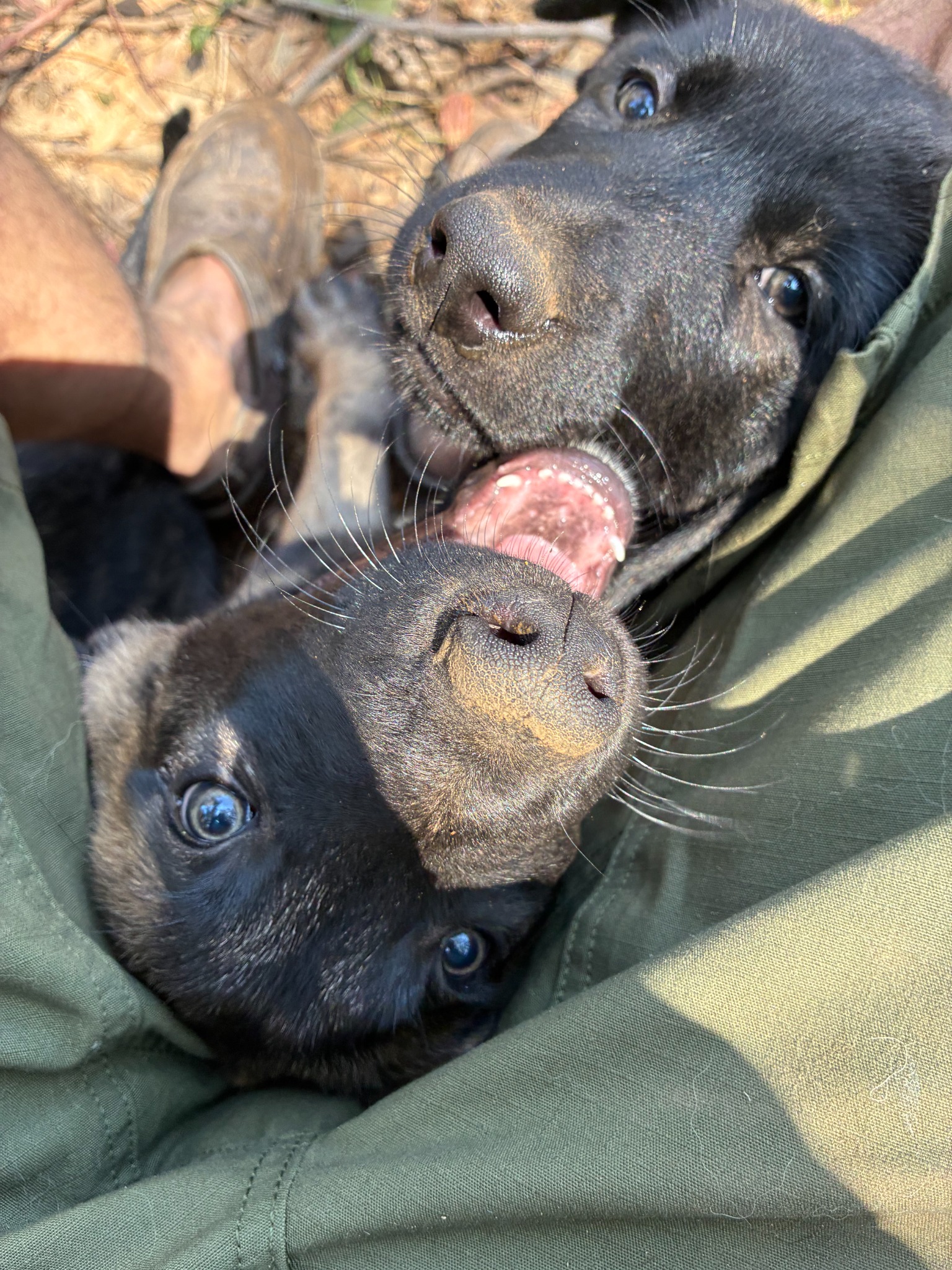 Two playful black puppies relaxing together outside