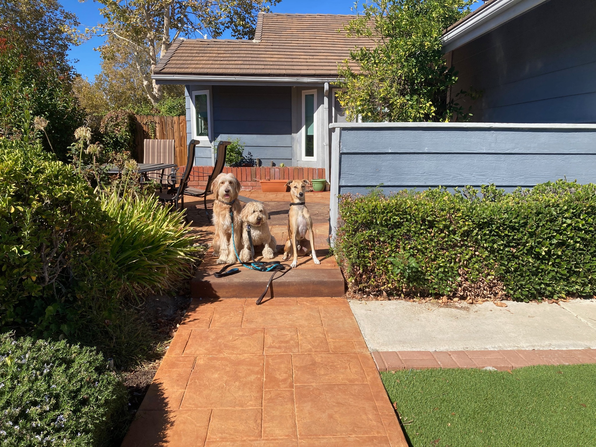 Three boarding dogs sitting together on the front step of Raam’s home
