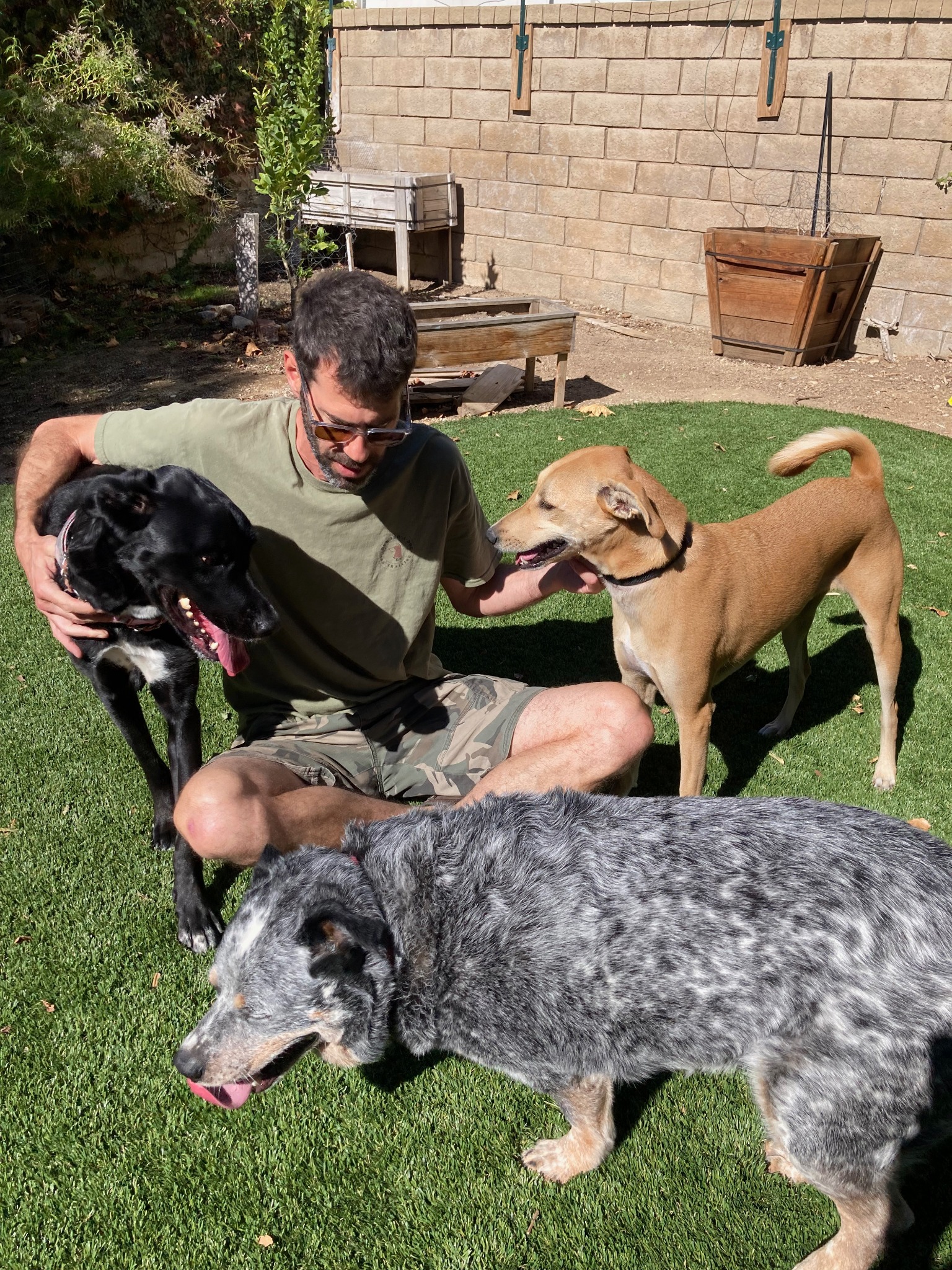 Raam spending time with three dogs in his backyard