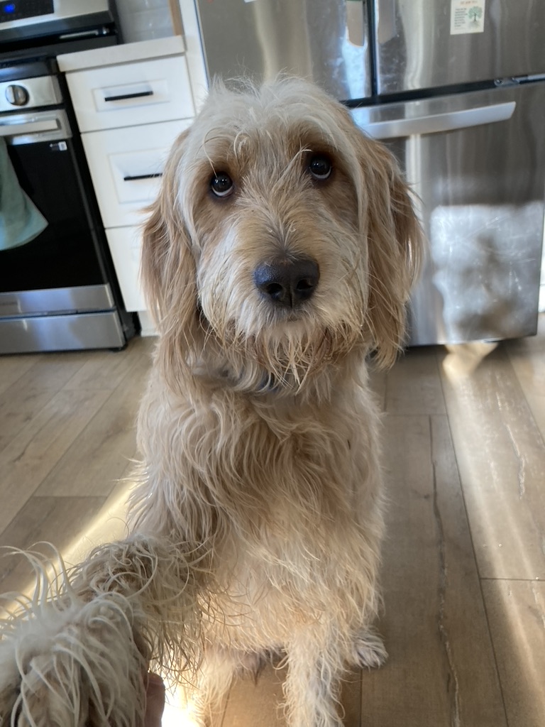 A shaggy cream-colored dog relaxing inside the home