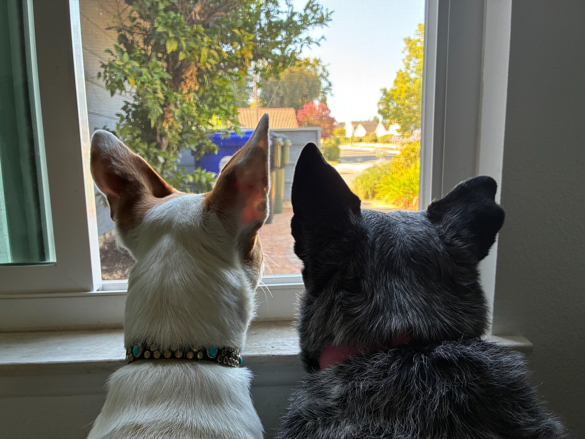 Two dogs relaxing together at the window inside Raam’s home